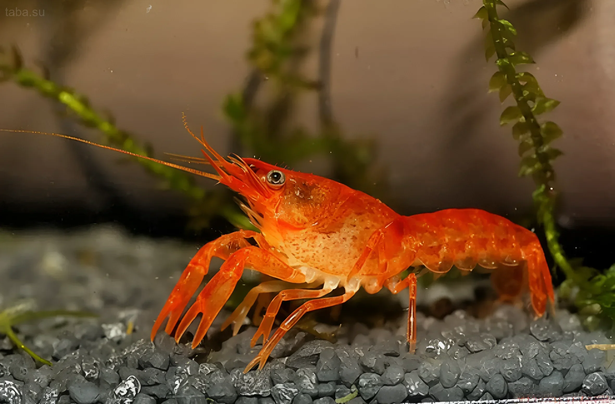 Photograph of an orange Mexican dwarf crayfish (CPO) against a background of aquarium plants and dark substrate. Ideal for an article about aquarium crayfish.