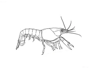 Четкий контурный эскиз мексиканского карликового рака (CPO) для татуировки, демонстрирующий анатомию и яркий окрас.