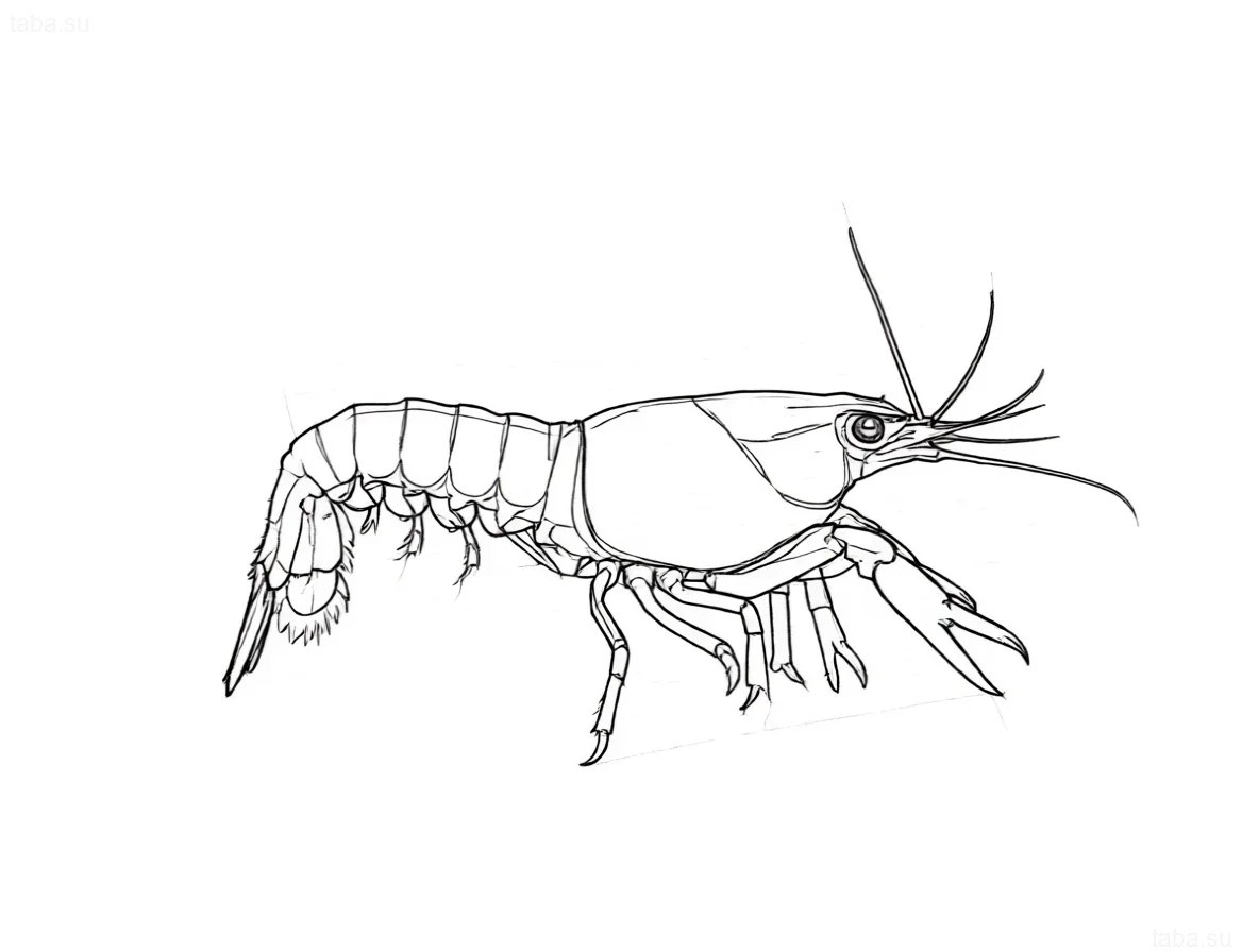 Clear contour sketch of an orange Mexican dwarf crayfish (CPO) for a tattoo, showing anatomy and vibrant coloration.