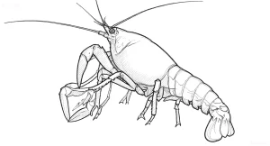 Детальный черно-белый эскиз мексиканского карликового рака (CPO) для татуировки, демонстрирующий анатомию и яркий окрас.