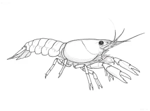Детализированный эскиз мексиканского карликового рака (CPO) для татуировки, выполненный в технике контурного рисунка. Идеально для любителей аквариумистики.