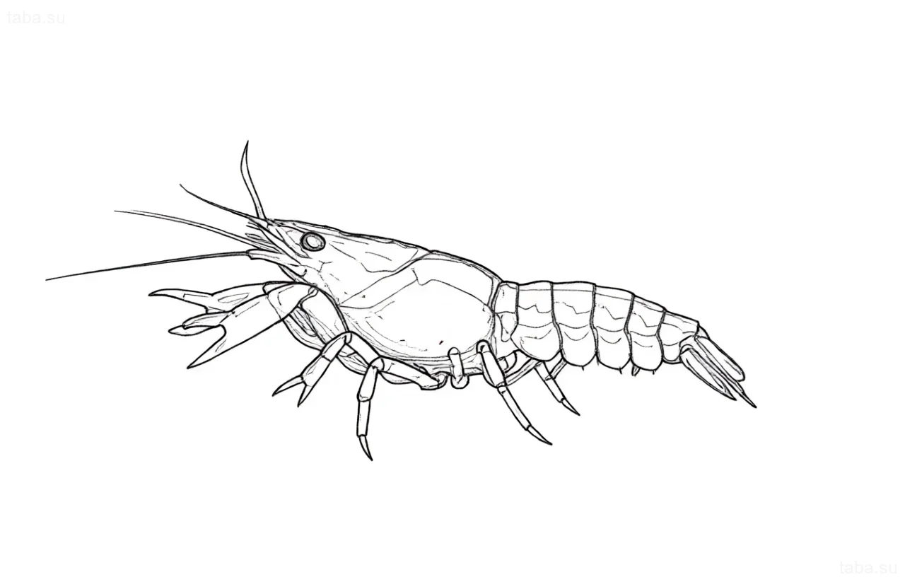Clear contour sketch of an orange Mexican dwarf crayfish (CPO) for a tattoo, showing anatomy and vibrant coloration.
