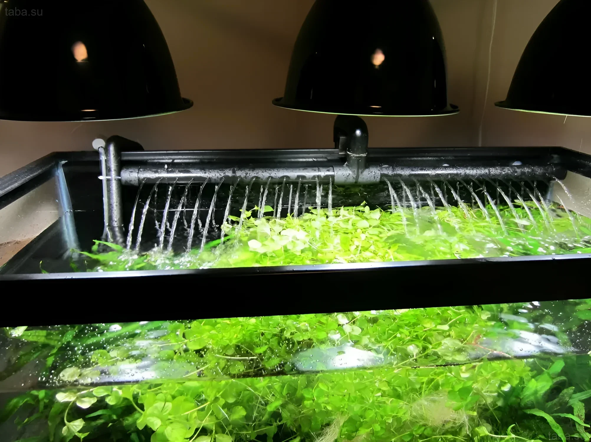 Photographie d'un aquarium à plusieurs niveaux avec une végétation luxuriante, démontrant une filtration et une aération efficaces de l'eau pour un écosystème sain.