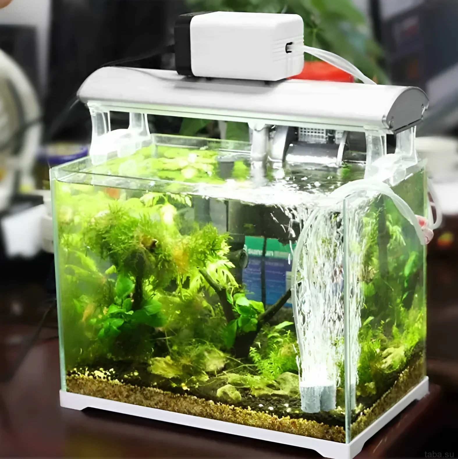 Photographie d'un petit aquarium avec une cascade artificielle, des plantes et des poissons. Idéal pour les aquariophiles débutants et les espaces restreints.