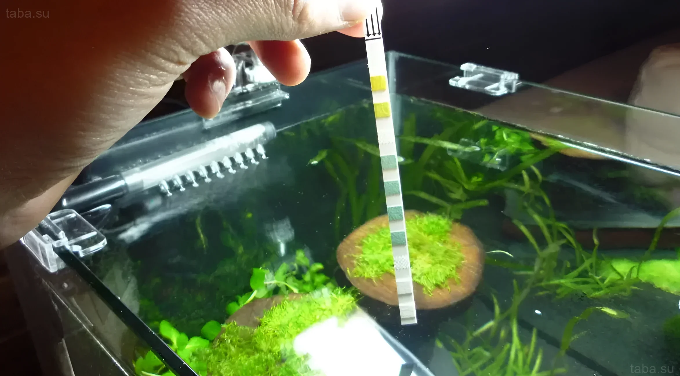 Illustration de la mesure de l'acidité de l'eau dans un aquarium à l'aide d'un test de pH. Paysage d'aquarium vert et plantes saines.