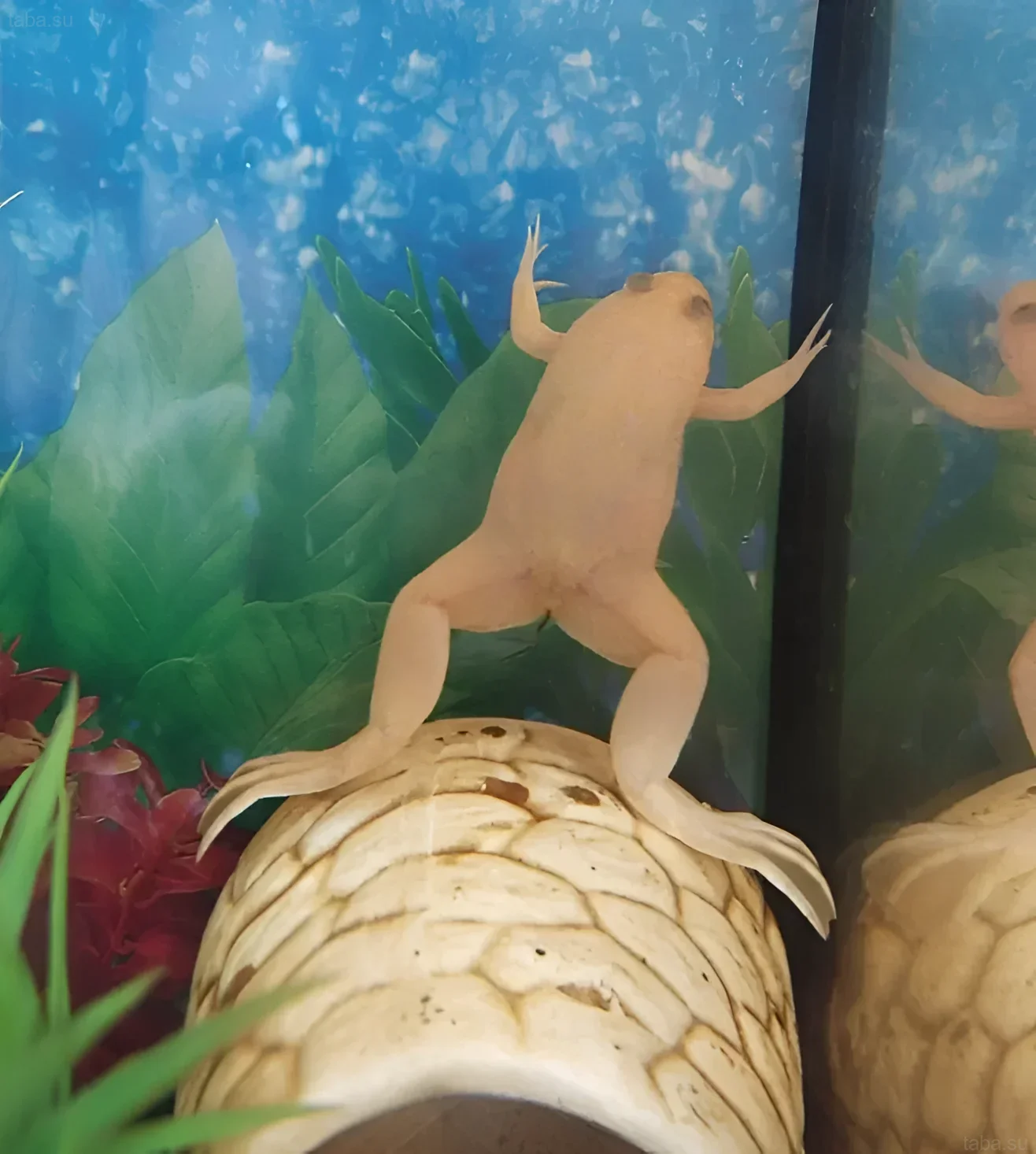 Photograph of an African clawed frog Xenopus laevis in an aquarium with artificial plants and driftwood. Ideal for an article on Xenopus laevis care and maintenance.