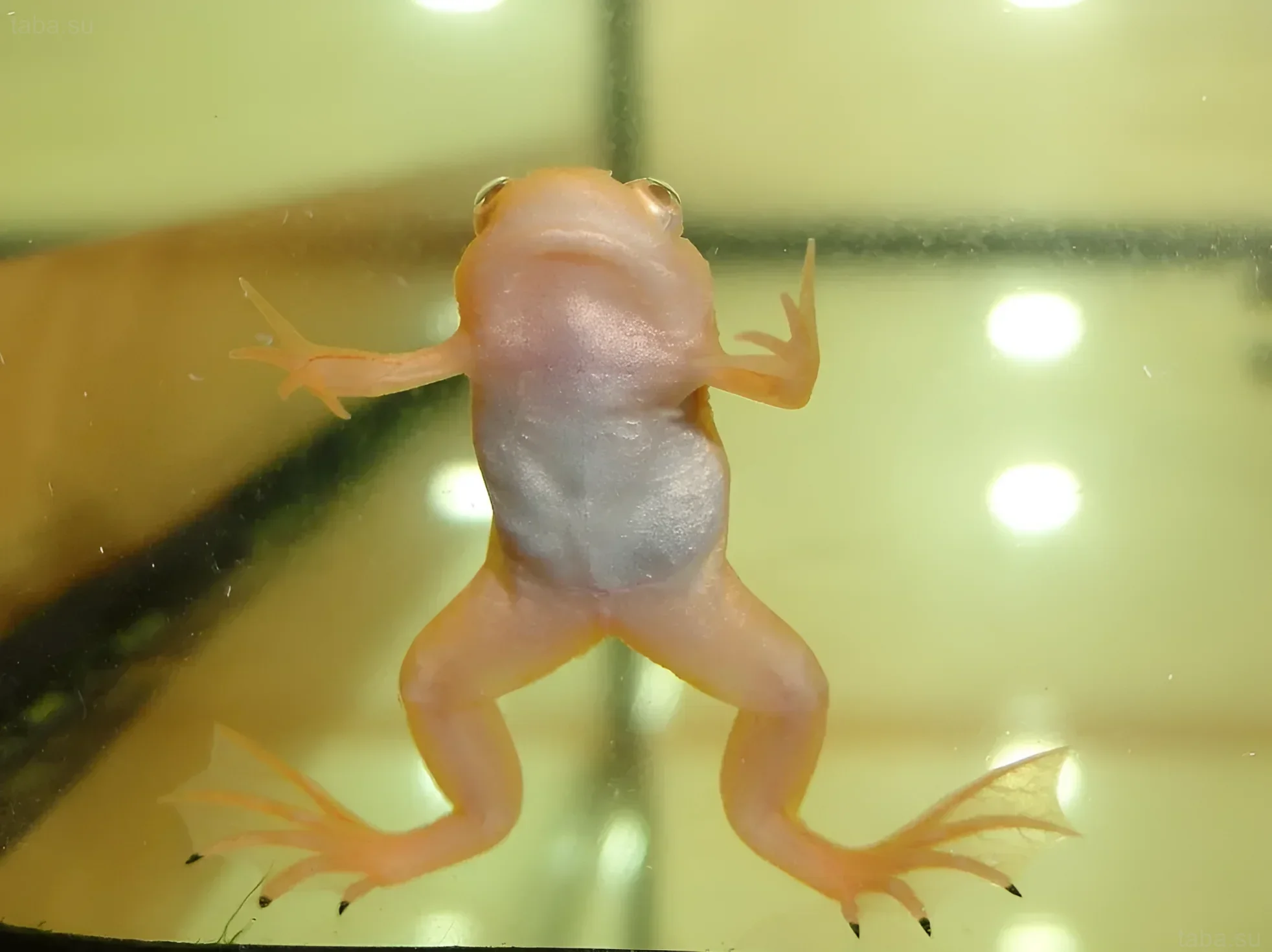 Photograph of an African clawed frog in an aquarium, showing its unique anatomy and translucent skin. Ideal for a care article.