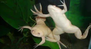 Изображение раздела 'Дополнительное изображение 4' в статье про Шпорцевая лягушка (Xenopus laevis): белая и серая