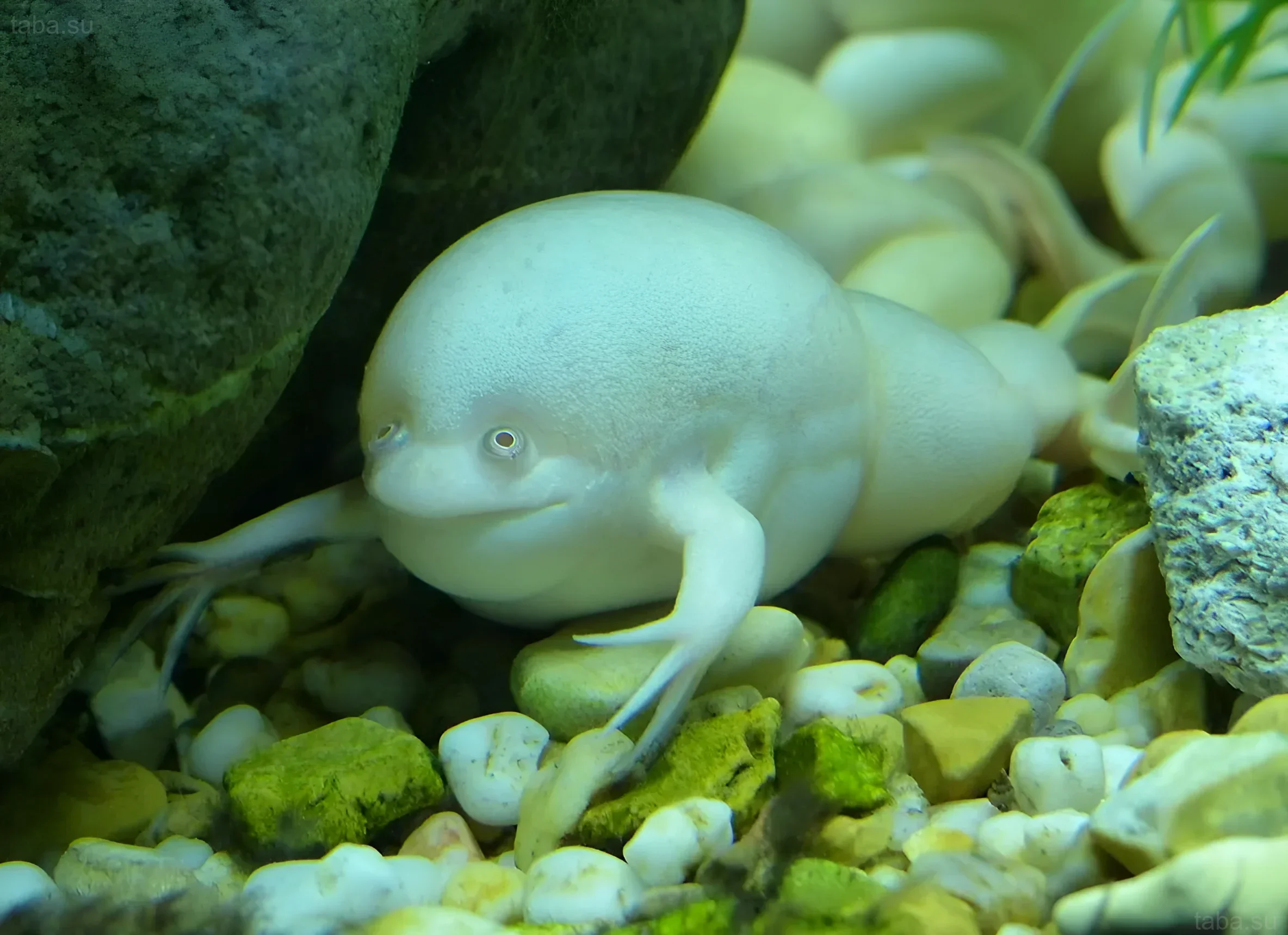 A white African clawed frog in an aquarium with pebble substrate. The photograph demonstrates the specifics of keeping Xenopus laevis.