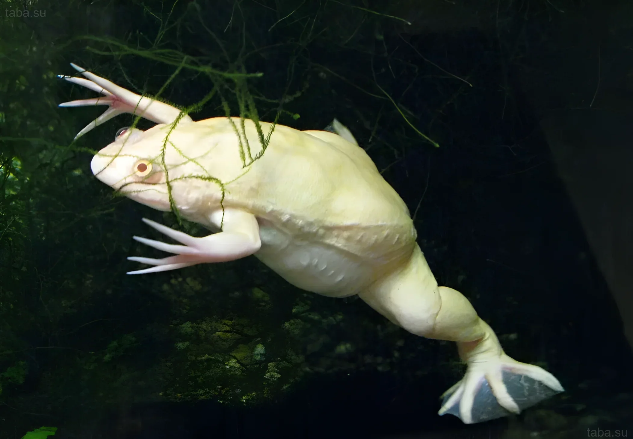 Photograph of a white African clawed frog in an aquarium with algae. Ideal for an article on Xenopus laevis care.