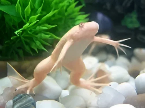 Photograph of an African clawed frog in an aquarium with white gravel and green plants. Ideal for an article on Xenopus laevis care.