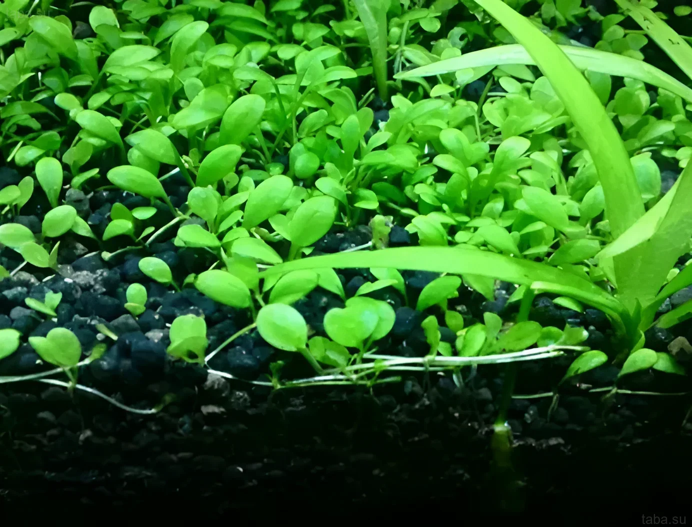Close-up of an aquarium with active soil and densely growing plants, demonstrating a favorable environment for the root system and healthy growth.