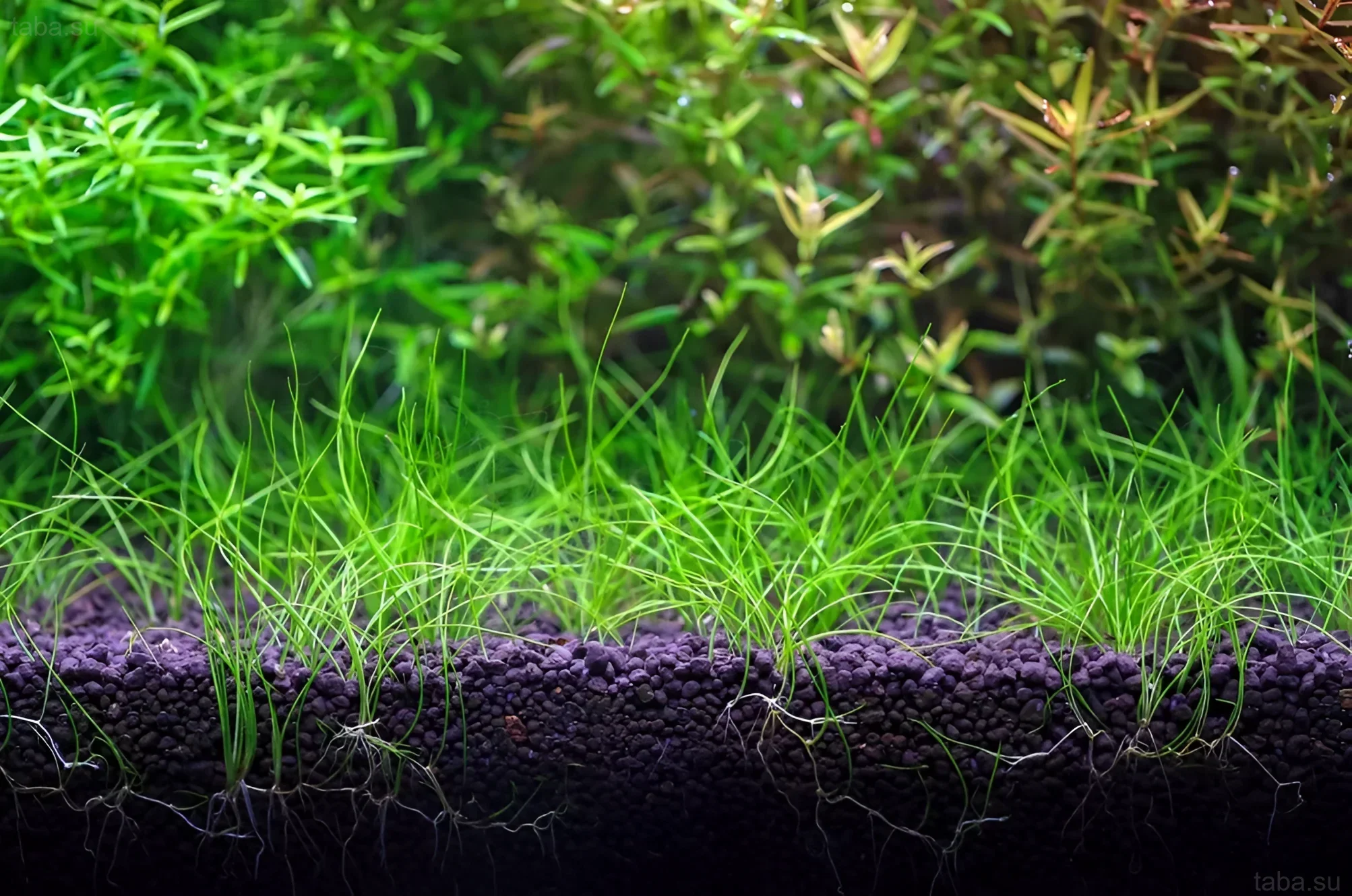 Красивый аквариум с активным грунтом сойл, густым газоном элеохариса и разнообразными растениями на заднем плане. Идеально для креветок!