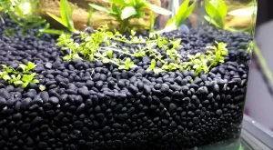 Фотография аквариума с активным грунтом сойл черного цвета, демонстрирующая здоровый рост микрозоспорума и благоприятную среду.