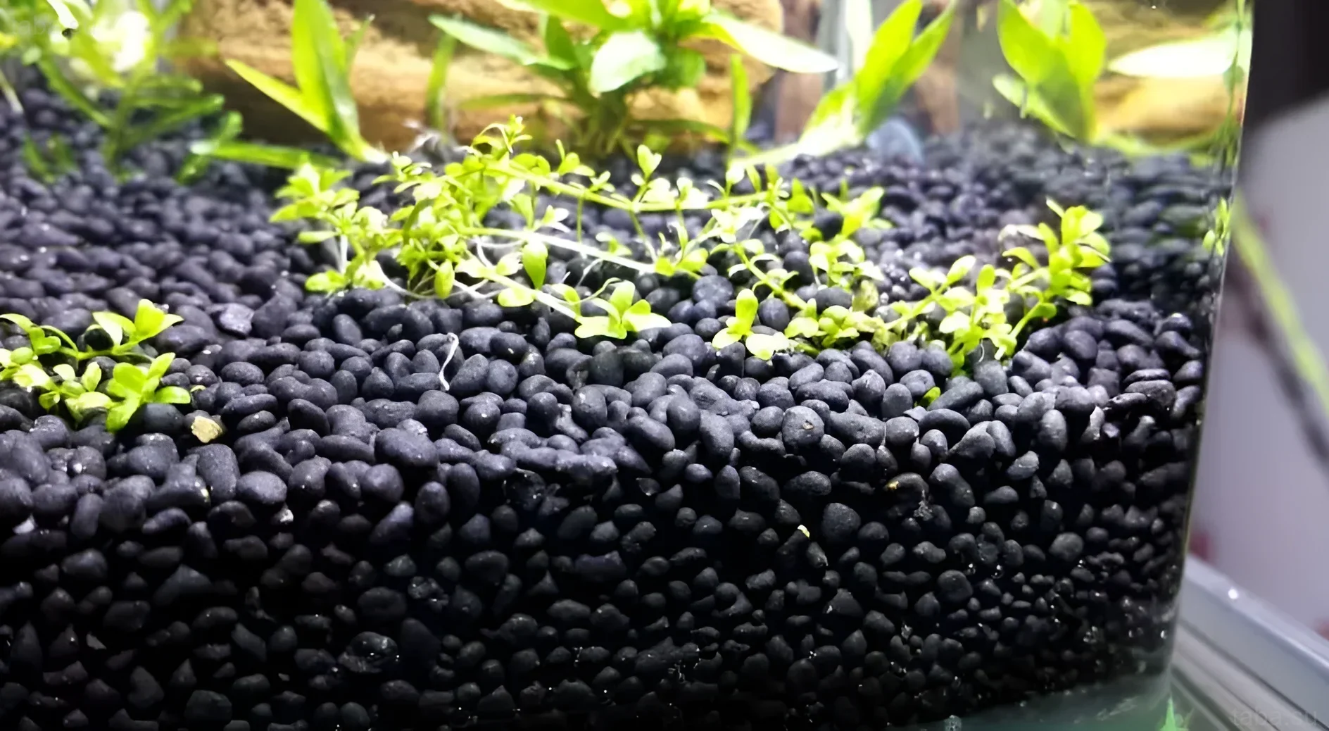 Photograph of an aquarium with black active soil substrate, demonstrating healthy growth of microsporium and a favorable environment.