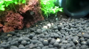 Крупный план аквариумного сойла с креветкой Амано. Идеальный грунт для выращивания аквариумных растений и содержания креветок.