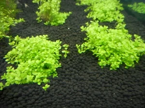 Фотография аквариума с сойлом и пышным ковром из гемиантитриса, демонстрирующая преимущества активного грунта для растений.