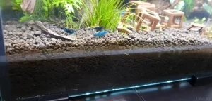 Фотография аквариума с видимым слоем сойла, демонстрирующая его структуру и влияние на здоровье растений и креветок.