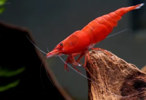 Крупный план ярко-красной креветки Вишня на ветке коряги в аквариуме. Идеально для иллюстрации содержания и окраски Neocaridina davidi.