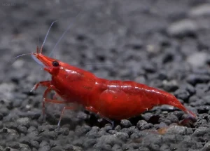 Фотография креветки Red Cherry на темном гравии. Интенсивный красный цвет, четкая детализация, аквариумный фон. Идеально для статьи о вишневых креветках.