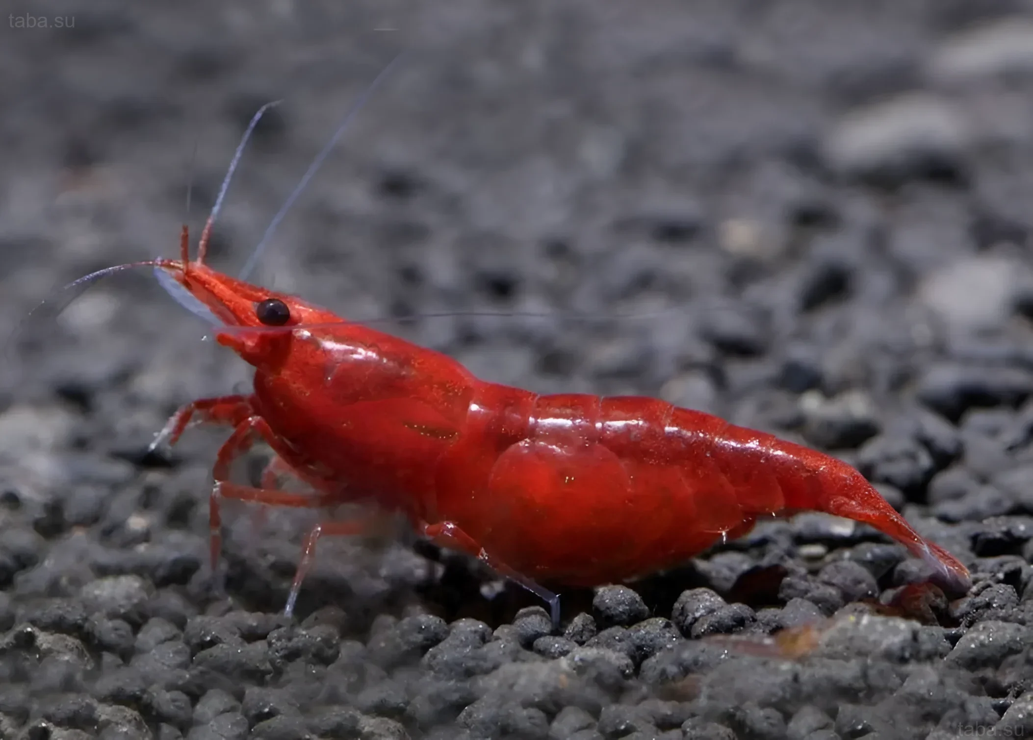 صورة لروبيان الكرز الأحمر على حصى داكن. لون أحمر مكثف، تفاصيل واضحة، خلفية حوض السمك. مثالي لمقال عن روبيان الكرز.