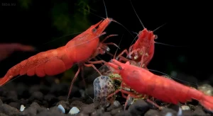 Фотография креветок Red Cherry в аквариуме с темным грунтом и растительностью. Идеально для контента о содержании и разведении креветок.