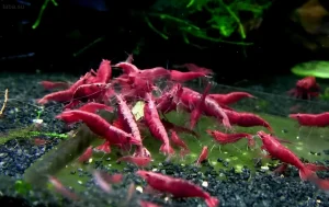 Фотография аквариума с большим количеством креветок Red Cherry на темном грунте. Идеально для контента о содержании и разведении креветок.