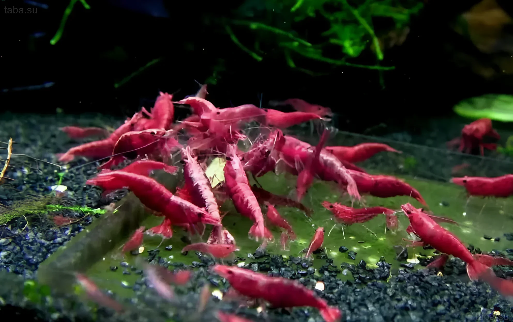 صورة لحوض سمك به عدد كبير من روبيان الكرز الأحمر على تربة داكنة. مثالي لمحتوى عن تربية وتكاثر الروبيان.