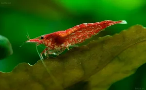 Фотография креветки Вишня (Neocaridina davidi) на листе растения. Красный окрас, детализированное изображение для аквариумного блога.