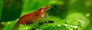 Крупный план креветки Red Cherry на фоне сочной зелени аквариумных растений. Идеальное изображение для статьи о содержании вишни.