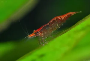 Крупный план креветки Вишня (Neocaridina davidi) на фоне зеленого листа растения в аквариуме. Идеально для контента о креветках.