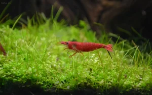 Фотография яркой креветки Red Cherry на фоне густого мха в аквариуме. Идеально для контента об аквариумистике и содержании креветок.