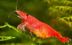 Фотография ярко-красной креветки Вишня (Neocaridina davidi) с икрой на фоне зеленой растительности в аквариуме. Идеально для контента об аквариумистике.