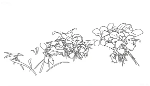 Линейный эскиз креветки вишни (Red Cherry) для татуировки, демонстрирующий анатомию и естественную позу. Идеально для любителей аквариумистики.