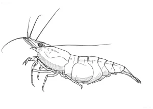 Четкий контурный рисунок креветки Neocaridina davidi, популярной в аквариумистике. Идеально для эскиза татуировки или иллюстрации.