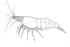 Четкий контурный рисунок креветки Neocaridina davidi, известной как Вишня, для эскизов татуировок и аквариумных иллюстраций.