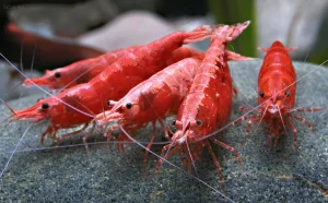 Фотография группы ярко-красных креветок вишня (Neocaridina davidi) на текстурированном сером камне, демонстрирующая их насыщенную окраску.