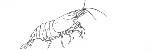 Четкий контурный рисунок креветки Вишня (Neocaridina davidi) для эскиза татуировки, демонстрирующий анатомию и форму.