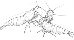 Линейный рисунок креветок Вишня (Neocaridina davidi) для вдохновения аквариумистов и эскизов татуировок. Идеально для контента о содержании креветок.