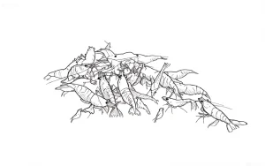 Черно-белый эскиз стаи креветок Вишня (Red Cherry) для татуировки, демонстрирующий их форму и поведение в группе.