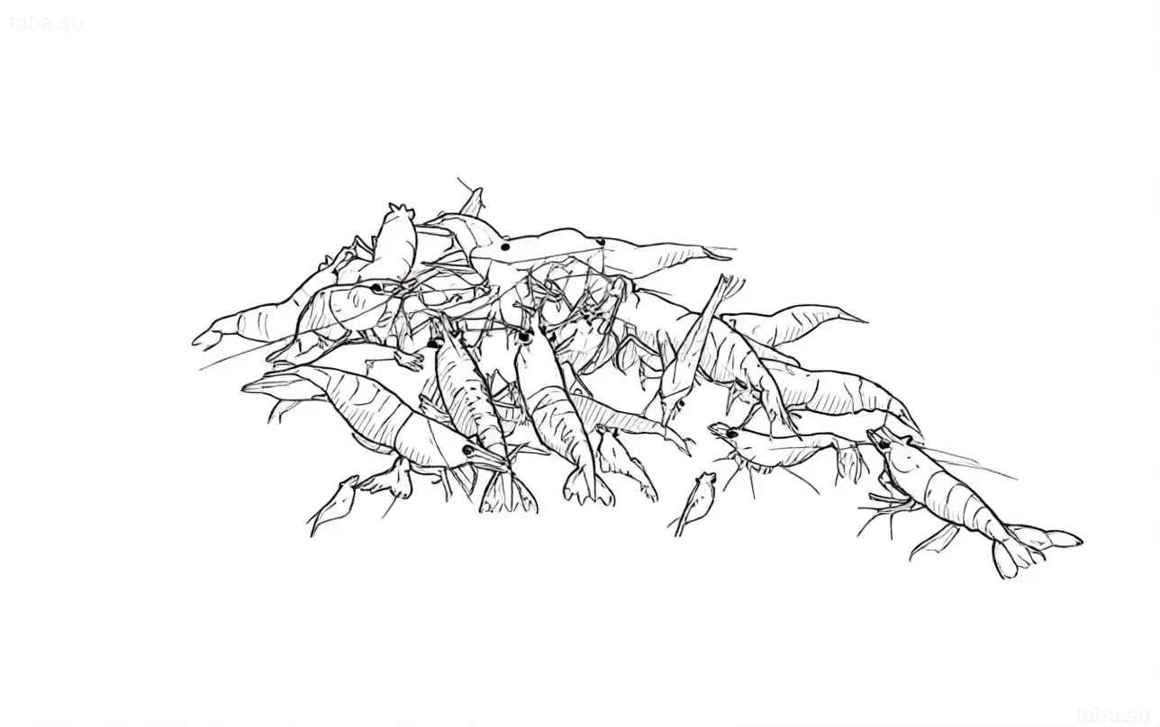 رسم بالأبيض والأسود لمجموعة من روبيان الكرز الأحمر لرسم الوشم، يظهر شكلهم وسلوكهم في مجموعة.