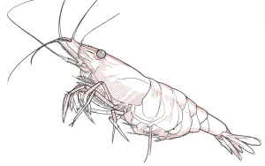 Иллюстрация креветки Neocaridina davidi 'Red Cherry' с прорисовкой анатомии. Идеально для вдохновения при оформлении аквариума и создания татуировок.
