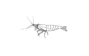 Четкий контурный рисунок креветки Вишня (Neocaridina davidi) для вдохновения аквариумистов и эскизов татуировок.