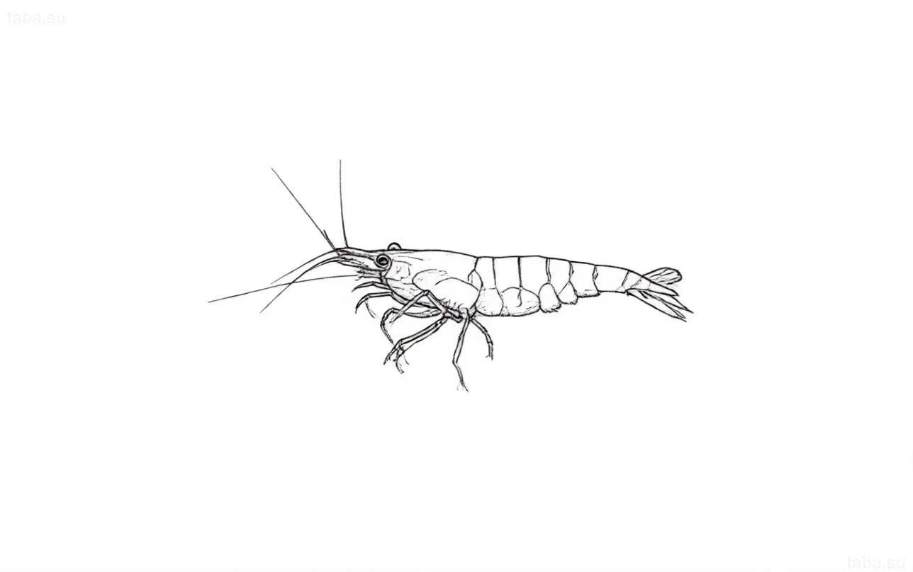 رسم خطي واضح لروبيان الكرز الأحمر (Neocaridina davidi) للإلهام في أحواض السمك ورسومات الوشم.