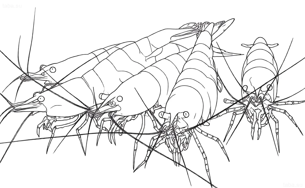 رسم خطي مفصل لروبيان الكرز الأحمر (Neocaridina davidi) لرسم الوشم، يظهر التشريح واللون.