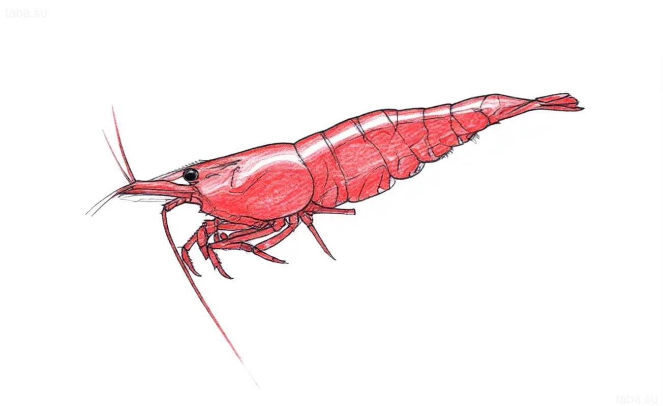 رسم توضيحي لروبيان الكرز الأحمر للوشم: تحليل اللون والتشريح. مثالي للرسومات والإلهام لهواة تربية أحواض السمك.