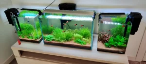 Фотография трех аквариумов с густой растительностью, неоновыми тетрами и современным оборудованием для подачи CO2 и освещения.