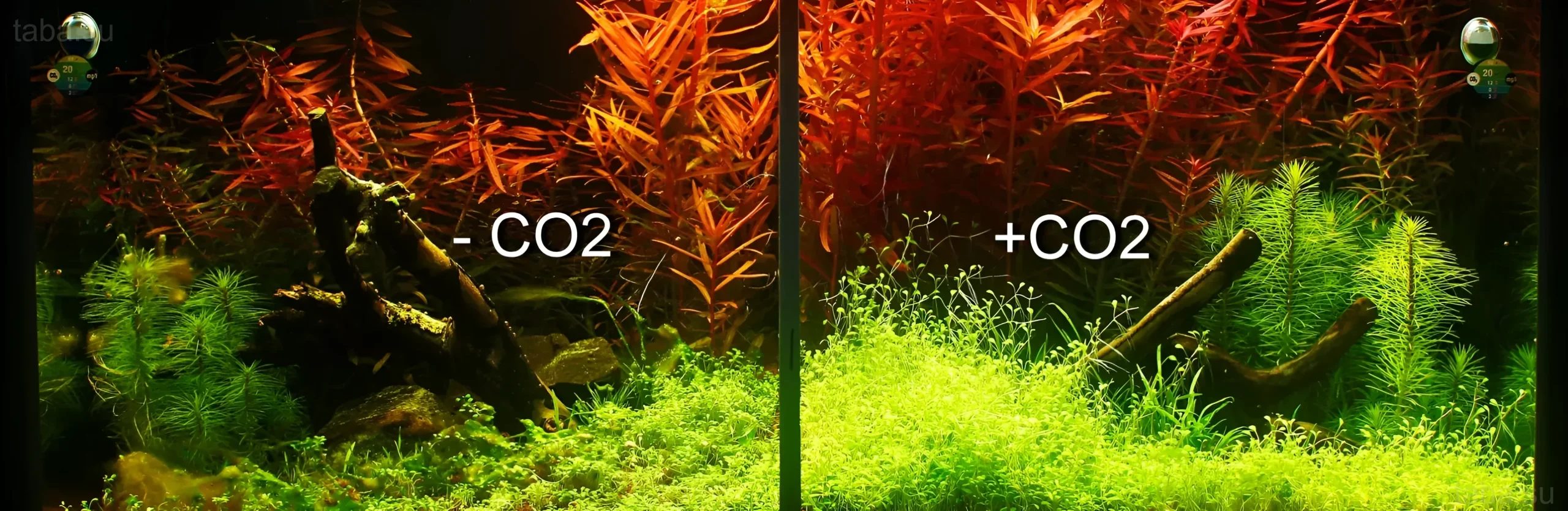 Сравнение аквариумов с и без подачи CO2: заметная разница в цвете и густоте растений, демонстрирующая важность углерода.