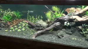 Фотография аквариума с темным грунтом, корягами и камнями, создающими естественный биотоп для рыб и растений. Идеально для начинающих.