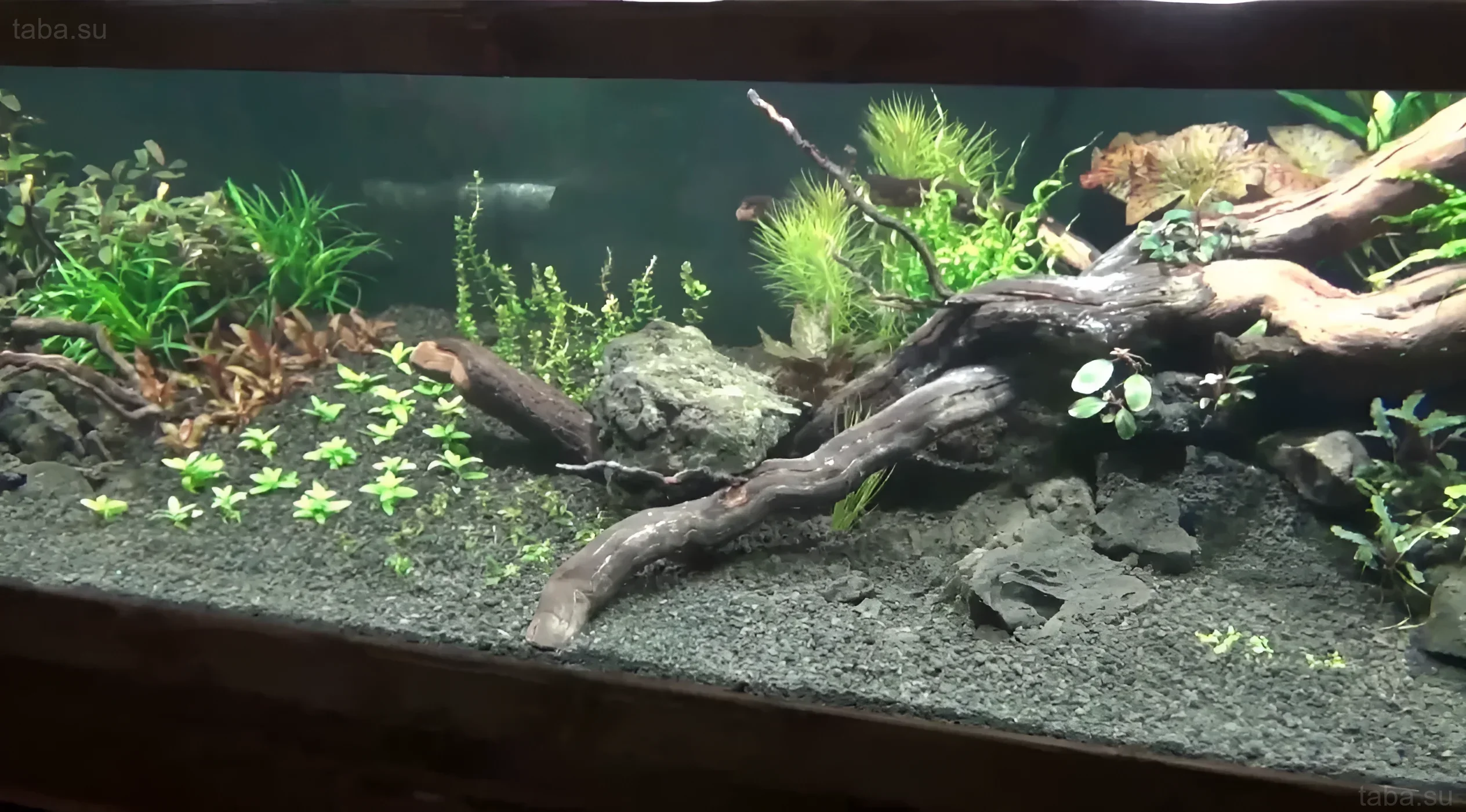 गहरे सब्सट्रेट, ड्रिफ्टवुड और पत्थरों वाले एक्वेरियम की तस्वीर, जो मछलियों और पौधों के लिए एक प्राकृतिक बायोटोप बनाती है। शुरुआती लोगों के लिए आदर्श।